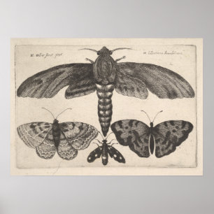  Moths Butterflies Lepidoptera Print (63)
