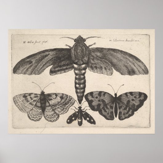 Moths Butterflies Lepidoptera Print (63) (Voorkant)