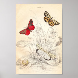 Moths en Butterflies Poster