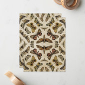  Moths Notitiekaartje (Voorkant / Achterkant in situ)