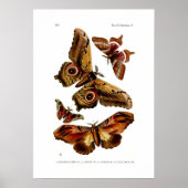 Moths Poster (Voorkant)