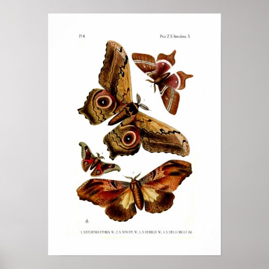 Moths Poster (Voorkant)