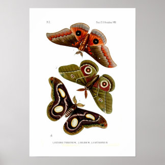 Moths Poster