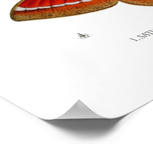 Moths Poster (Hoek)
