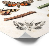 Moths rupsen  Print Downloaden (Hoek)