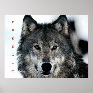 Motivatie Freedom Courage Wolf Poster Print
