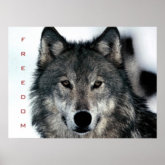 Motivatie Freedom Courage Wolf Poster Print (Voorkant)