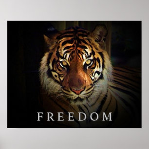 Motivatie Freedom Eyes of Tiger Poster Print