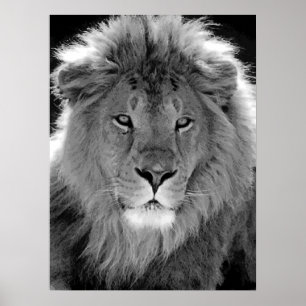 Motivatie leiderschap Lion Black & White Poster