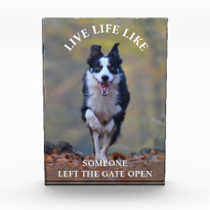 Motivatie levensstandaard bij honden fotoblokken