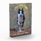 Motivatie levensstandaard bij honden fotoblokken (Links)