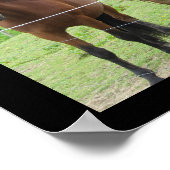 Motiverende spreuk met paarden poster (Hoek)