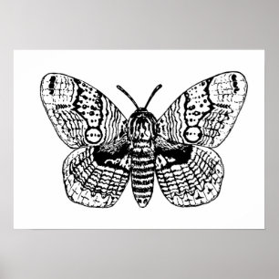 Motivering van Brahmin Poster