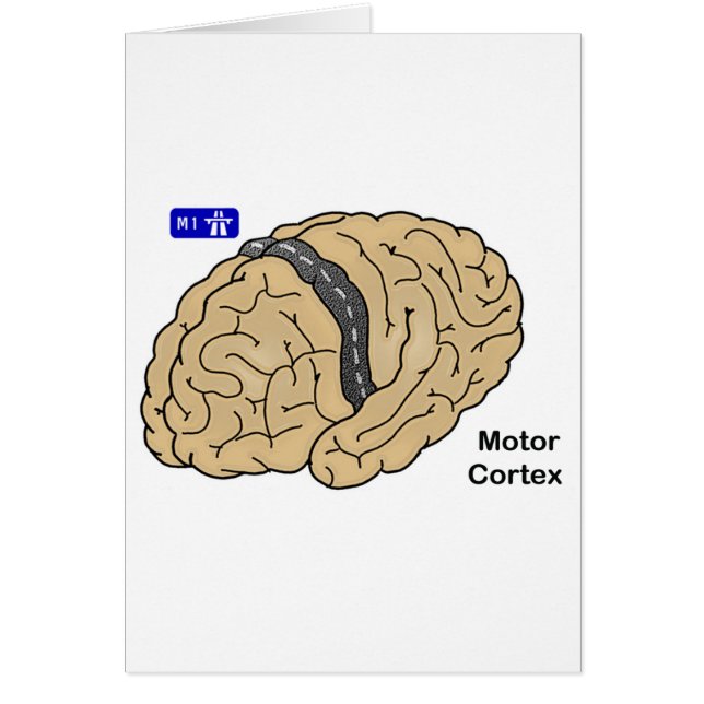 Motor cortex (Voorkant)