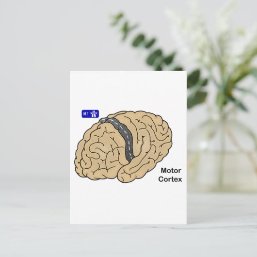 Motor cortex briefkaart (Staand voorkant)