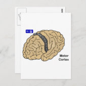 Motor cortex briefkaart (Voorkant / Achterkant)