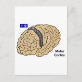 Motor cortex briefkaart (Voorkant)