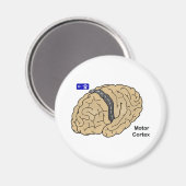Motor cortex magneet (Voorkant / Achterkant)