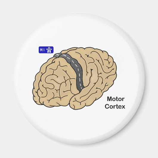 Motor cortex magneet (Voorkant)