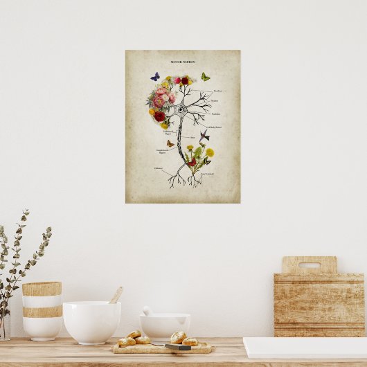 Motor Neuron Anatomie met Bloemen Poster (Keuken)