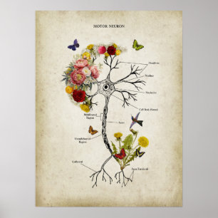 Motor Neuron Anatomie met Bloemen Poster