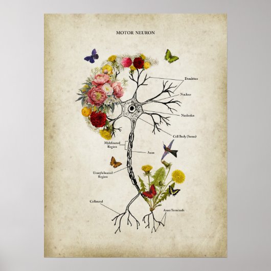 Motor Neuron Anatomie met Bloemen Poster (Voorkant)