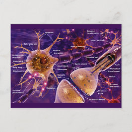 Motorneuronen Briefkaart