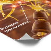 Motorneuronen Poster (Hoek)