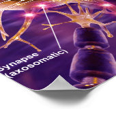 Motorneuronen Poster (Hoek)