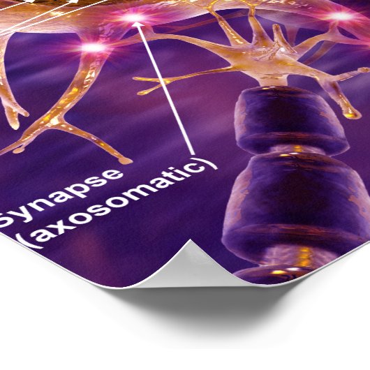 Motorneuronen Poster (Hoek)