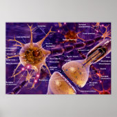 Motorneuronen Poster (Voorkant)