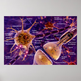 Motorneuronen Poster