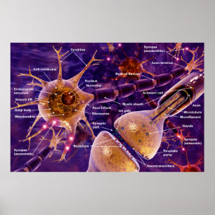 Motorneuronen Poster