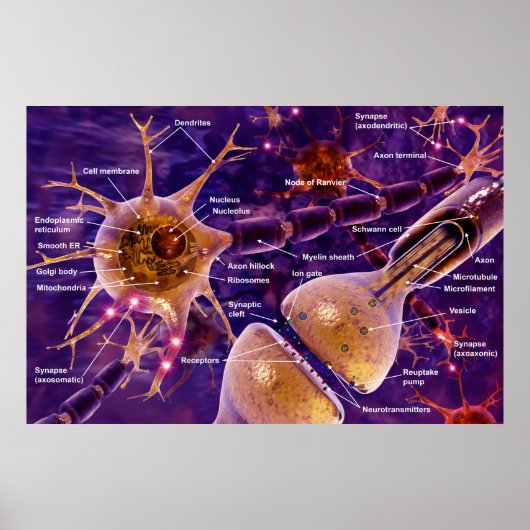 Motorneuronen Poster (Voorkant)