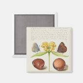 Motten, Jeruzalem salie en bonen kalligrafie Magneet (Voorkant / Achterkant)