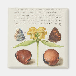 Motten, Jeruzalem salie en bonen kalligrafie Magneet