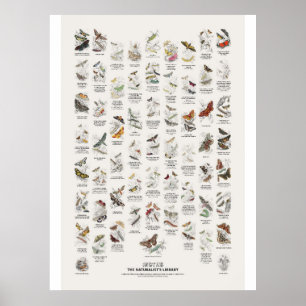 Motten - Naturalist's Library Poster