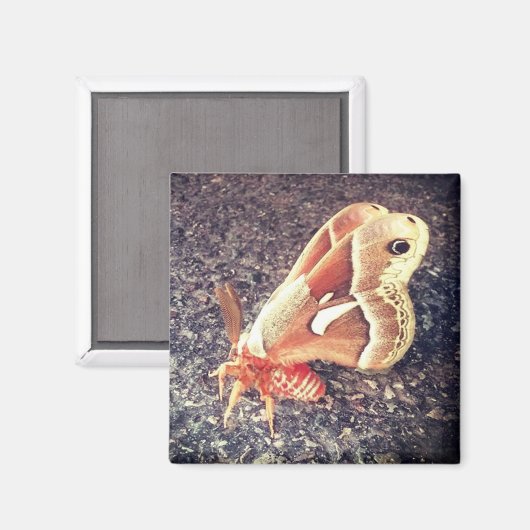 mottenmagneet magneet (Voorkant / Achterkant)