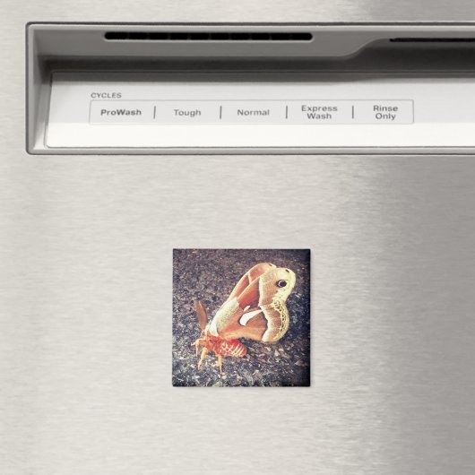 mottenmagneet magneet (Insitu (Vaatwasser))