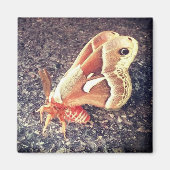 mottenmagneet magneet (Voorkant)