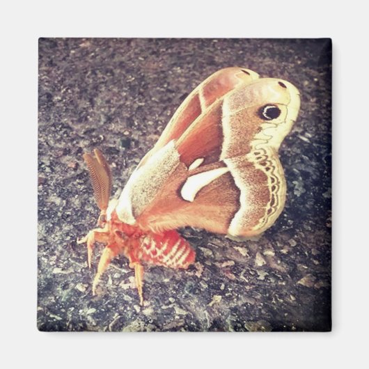 mottenmagneet magneet (Voorkant)