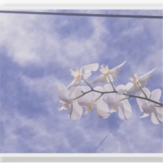 Mottenorchidee Sticker (Voorkant)
