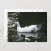 Mottled Duck Briefkaart (Voorkant / Achterkant)