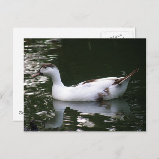 Mottled Duck Briefkaart (Voorkant / Achterkant)