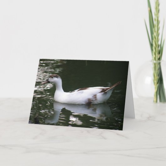 Mottled Duck Wenskaart Kaart (Voorkant)