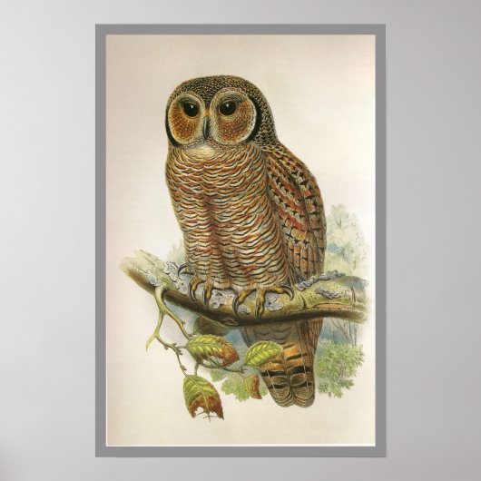 Mottled Wood Owl Poster (Voorkant)