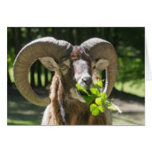 Mouflon Ram (Voorkant Horizontaal)