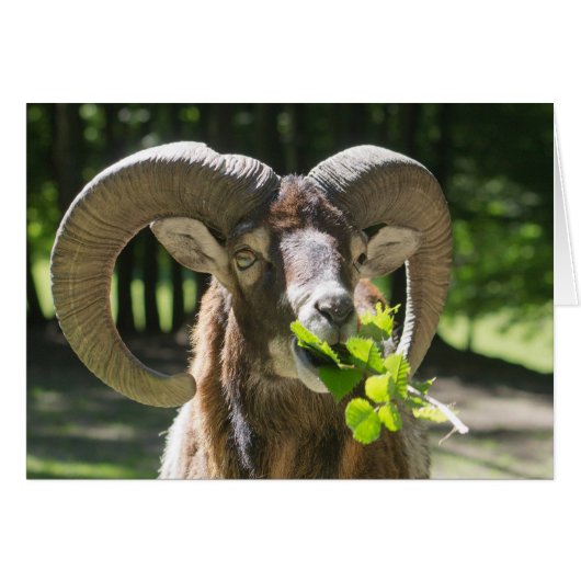 Mouflon Ram (Voorkant Horizontaal)