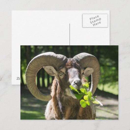Mouflon Ram Briefkaart (Voorkant / Achterkant)