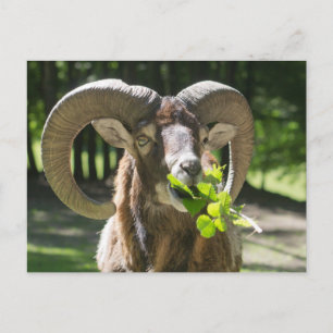 Mouflon Ram Briefkaart